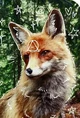 Red Fox therian