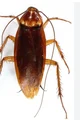 Cockroach