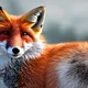 Fox Therian