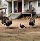 Wild Turkeys