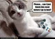 gamer cat