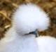 Silkie hen
