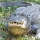American alligator