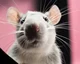Rat