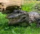 Chinese alligator