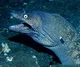 Muraena eel 