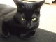 Bombay cat