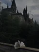 hogwarts gossip gang