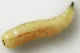 Gourger Maggot