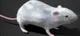 Rat 