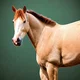 Horse herd