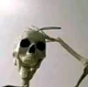 Shocked skeleton