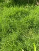 grass