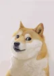 anti Cring doge