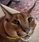 Pumba Caracal