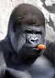 Gorilla Boss