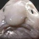 Blobfish planet