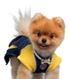 Pom Pom Pup Acemy