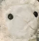 Lamb Plush