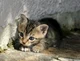 A Stray Kitten