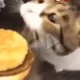 Cheeseburger cat