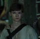 Newt