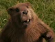 Mr beaver