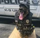 K-9 retired dog