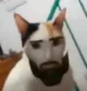 mean but sexy cat