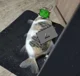 hacker fish cat