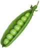 Pea