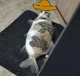 gato pescado mexican