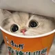 Cat in the cup 