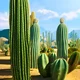 Cactus il Bro 