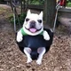 DOG ON A SWING