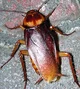 Cockroach