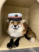 Captain fox