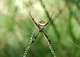 Cross Spider