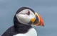 Atlantic Puffin