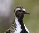 Golden Plover