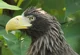 Stellers sea eagle