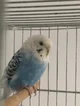 Boncuk the parakeet 