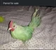 Parrot