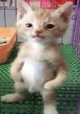 A silly kitty