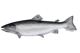 Atlantic Salmon
