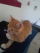 A kitten 