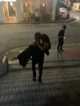 Mafia husband Diego