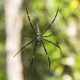 Golden OrbWeb Spider