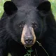 American Black Bear