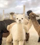 alpaca